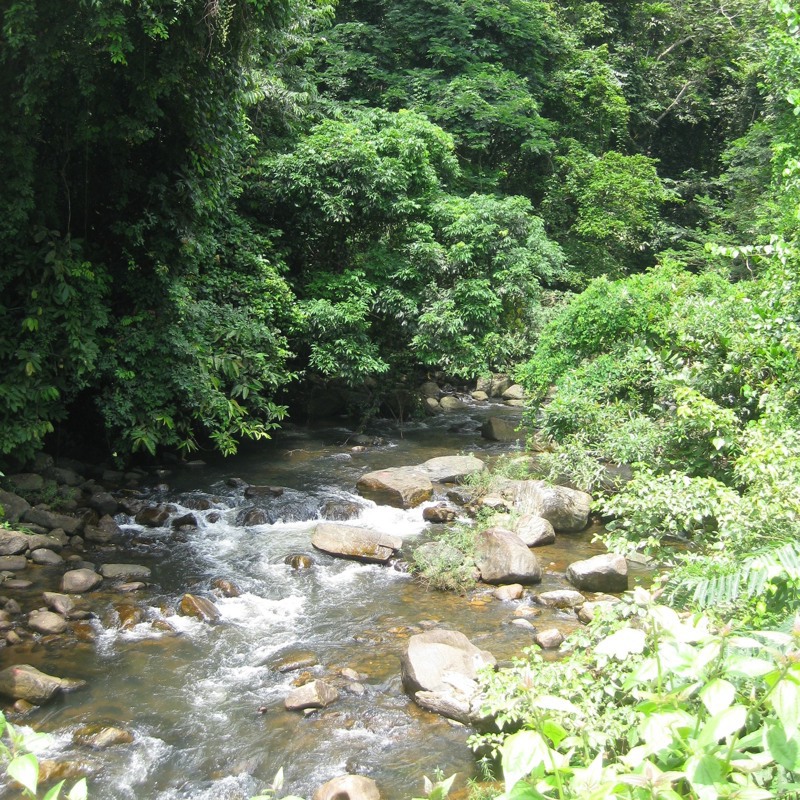 Cameroon forest 2_landscape